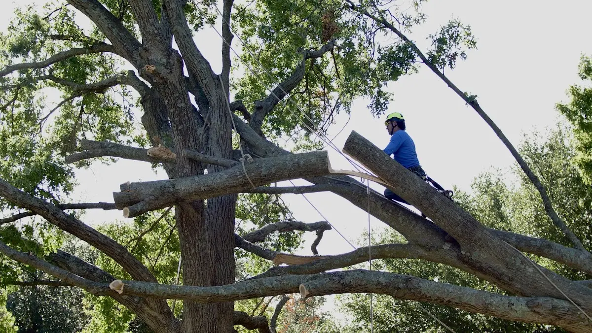 Professional Hazardous Tree Removal performed by certified arborists in Trenton